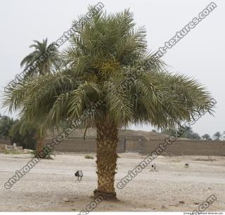 Photo Reference of Palm Tree0003